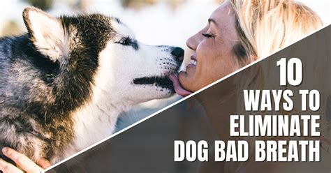10 Ways To Eliminate Dog Bad Breath Dog Endorsed