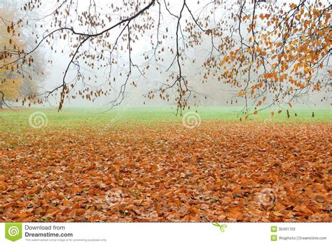 Autumn Leaves Fallen On The Ground In Misty Forest Park Stock Image