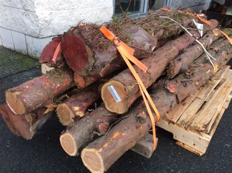 Yew Logs Just In West Wind Hardwood
