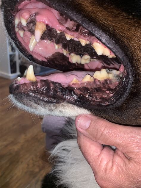 What Causes Canine Oral Melanoma