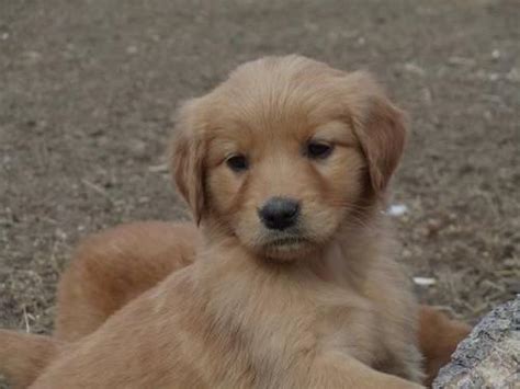 The american kennel club describes the golden retriever breed as one of the most popular breeds in the u.s. AKC Registered Golden Retriever Puppies for Sale in ...