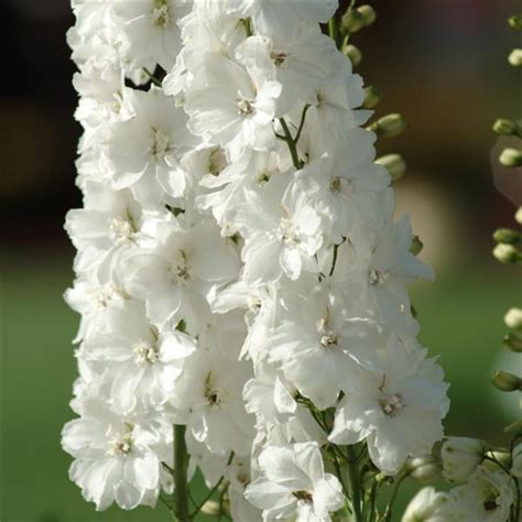 Delphinium Elatum Guardian White Proctors Nursery