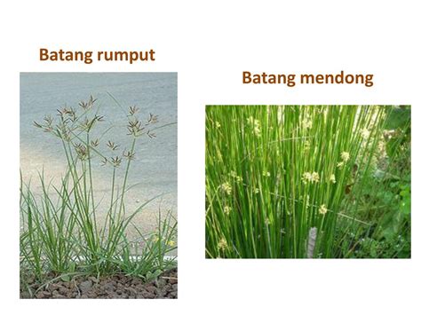 Morfologi Batang Rumput Teki Klasifikasi Dan Morfologi Rumput Setaria Ilmu Pertanian