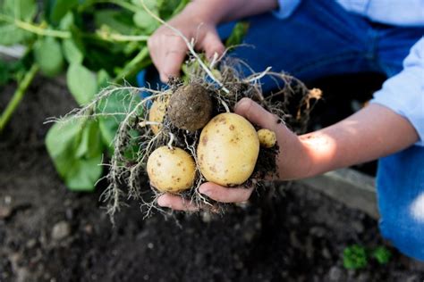 ¿cómo Cultivar Patatas En Casa Huerto O Maceta ¡muy Fácil