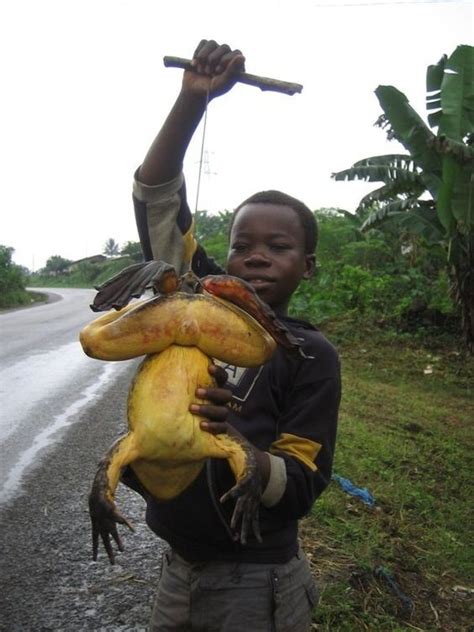 아프리카 골리앗 개구리 카레 수육 African Goliath Frog Curry Boiled Meat