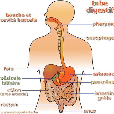 Appareil Digestif Humain Anatomie De Corps Humain Illustration Stock