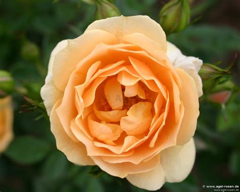 Buy Amber Cover ® Floribunda Rose Agel Rosen
