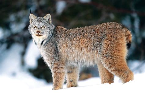 Forging A Special Bond With A Canada Lynx Our Canada