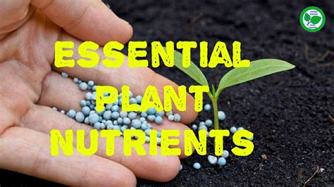 Plant Nutrition And Role Of Essential Nutrients Youtube