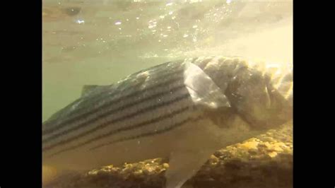 Underwater Striped Bass Footage Youtube