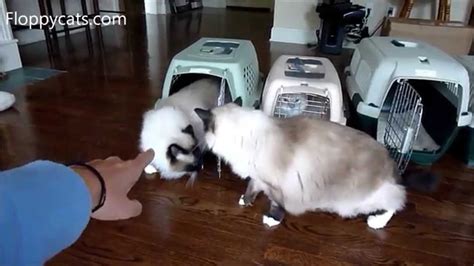4 Ragdoll Cats Reunite After 2 Year Hiatus ねこ ラグドール Floppycats