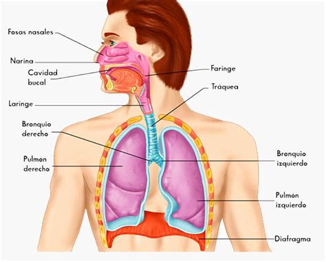 Sistema Respiratorio Órganos Partes y Cómo funciona