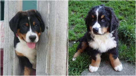 If anyone would like to find their information about. Greater Swiss Mountain Dog vs. Bernese Mountain Dog | The ...