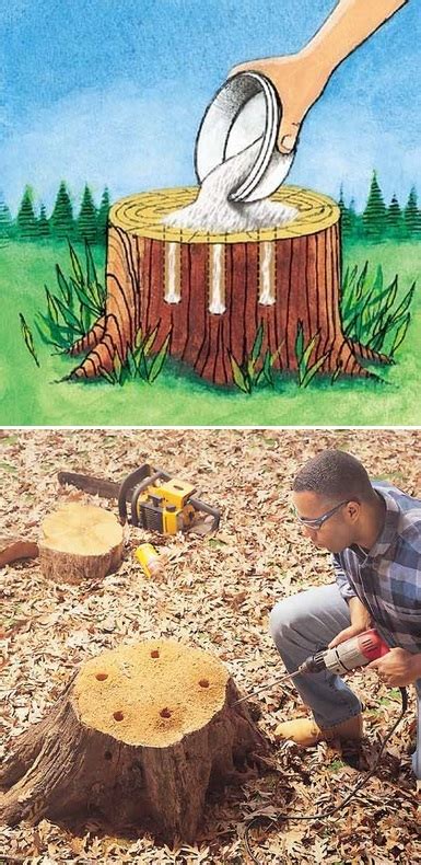 Whether you are looking for a diy approach to get rid of the stump and its roots, or you want the easy way out, you have them. The Backyard Garden: How to remove tree stumps