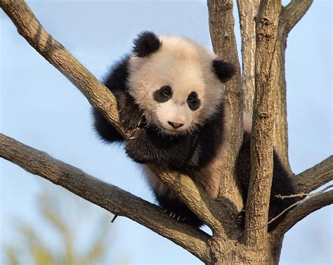 Baby Panda In Treetop Photograph By Jack Nevitt Fine Art America