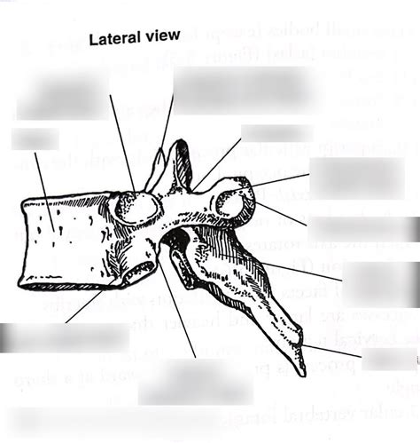 Thoracic Vertebrae Lateral View Diagram Quizlet