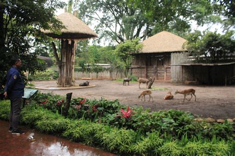 Bandung Zoo Dapat Keluarga Baru Seekor Lechwe Dari Afrika