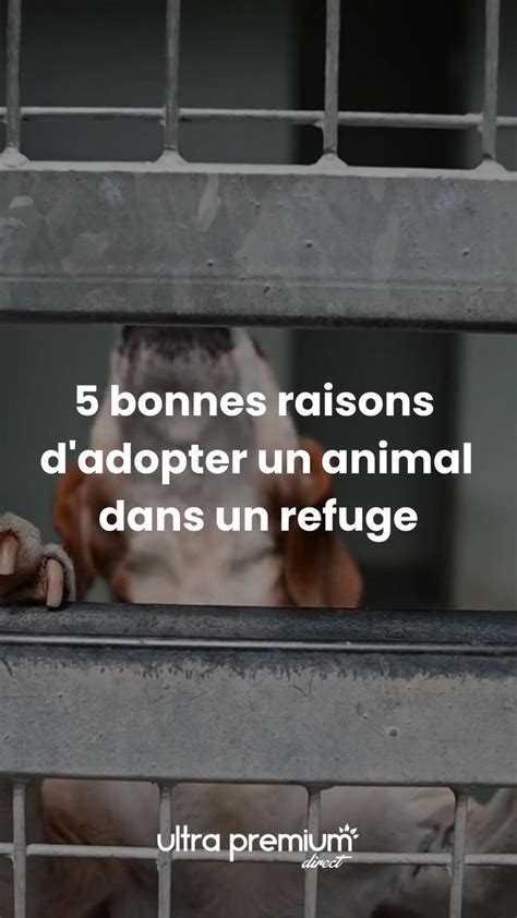 5 Bonnes Raisons D Adopter Un Animal Dans Un Refuge Artofit