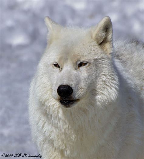 Arctic Wolf A Portrait Of Beauty Arctic Wolf Hal Trachtenberg Flickr