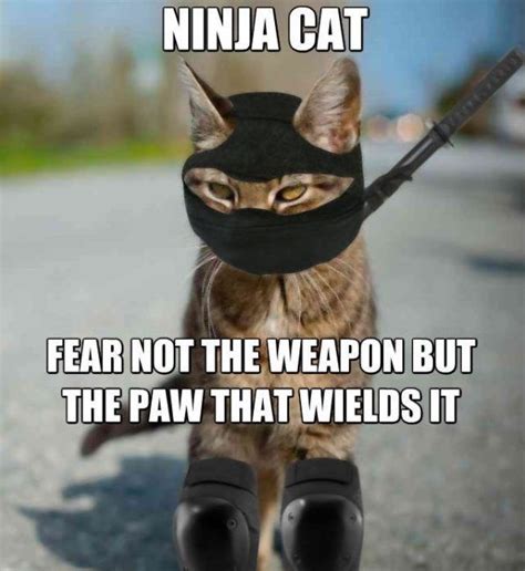 Ninja Cat Meme