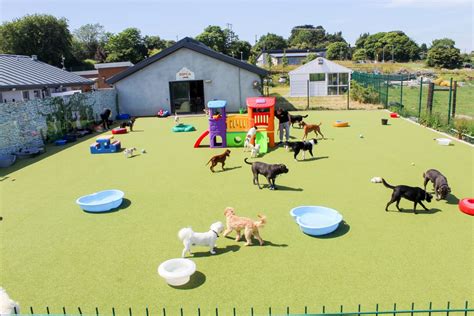 Pet Hotel And Doggie Daycare Dspca