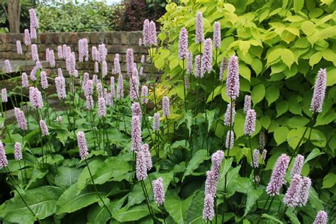 Persicaria Bistorta Common Bistort Bradshaws Direct