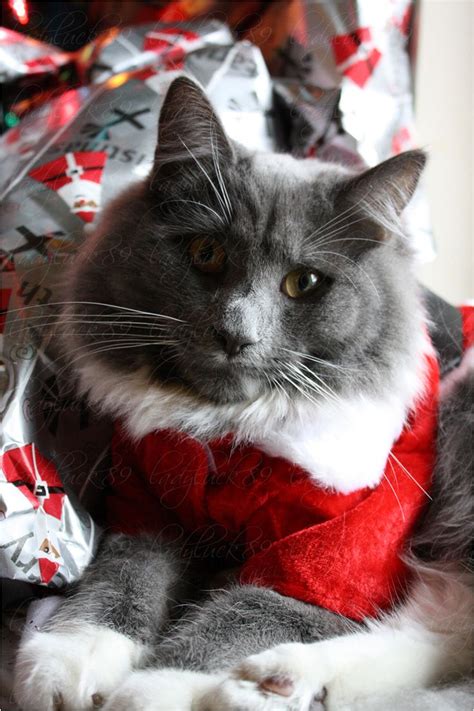 479 Best Fun Holiday Cats Christmas Cats Images On