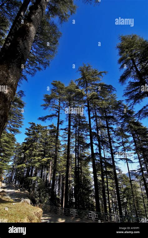 Deodar Cedar Trees Dhanaulti Mussoorie Tehri Garhwal Uttarakhand