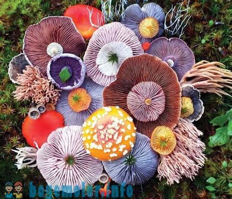 Stunning Bouquets Of Colorful Mushrooms