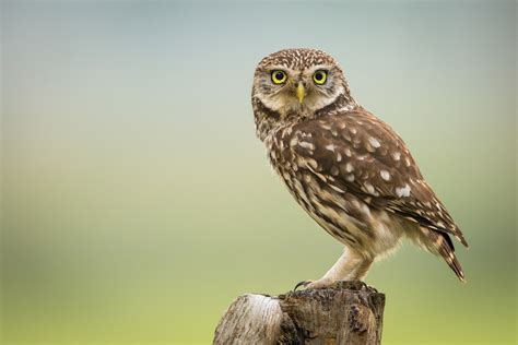 Little Owl Facts Athene Noctua