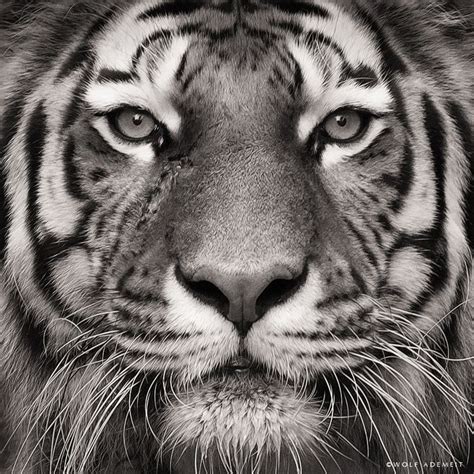 Tiger In B Tiger Photography Animals Black And White Animals