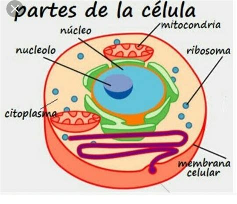 Imagenes De La Celula Y Sus Partes Consejos Celulares