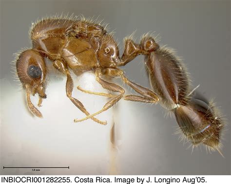 Formicidae Solenopsis Picea
