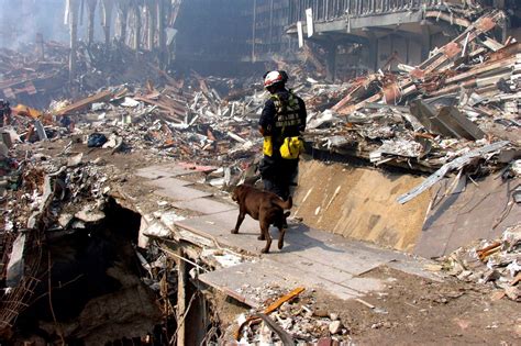 Rescue Dogs Of 911 The Dramas Unsung Heroes