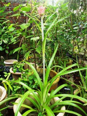 Ia juga dipercayai dapat menghancurkan batu karang bagi penghidap penyakit batu karang. Ubat Untuk Batu Karang Di Buah Pinggang - J Kosong w