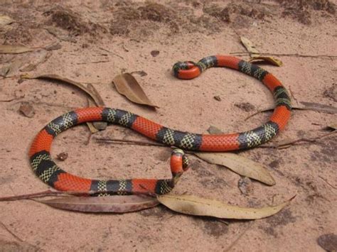 The Most Dangerous Snakes In The World 32 Pics