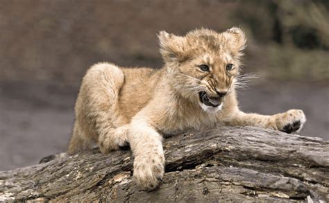 9 Amazing Baby Lion Facts From Cubs To Kings Animal Corner