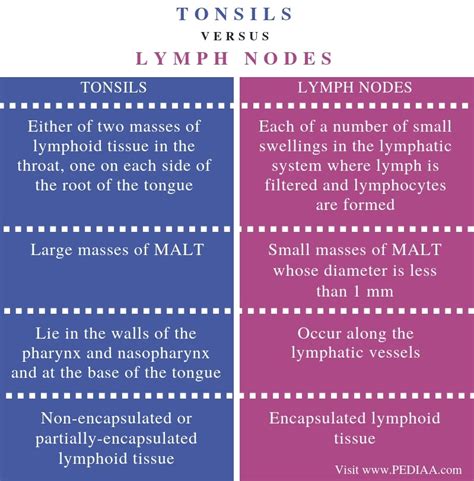 What Is The Difference Between Tonsils And Lymph Nodes Pediaacom