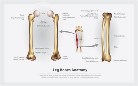 Anatomía Humana Huesos De La Pierna Con Ilustración Vectorial De