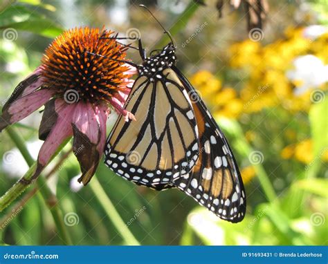 Monarch Butterfly Stock Image Image Of Rare Nature 91693431