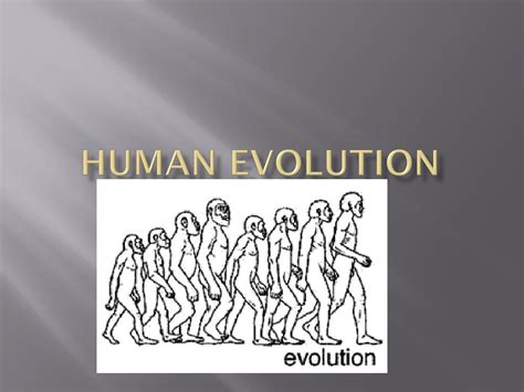 Ppt Human Evolution Powerpoint Presentation Free Download Id3042778