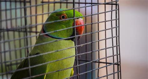 Image Of A Parrot Inside Trap Where Is Sad An Frustrated Due To Trap