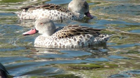 One 2011 Hatch Pair Of Cape Teal For Sale Proven Breeder Pair Ducks