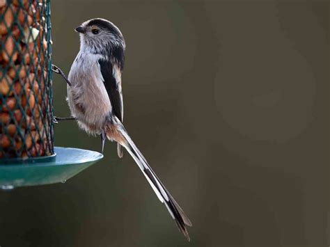 The Long Tailed Tit Britains Most Cooperative Bird Saga