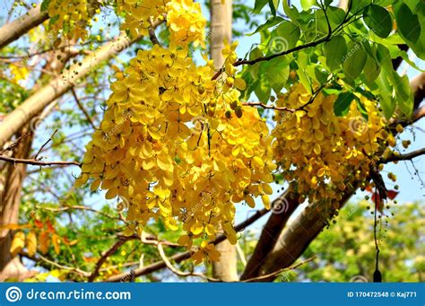 After flowering, the plants may appear a little wilted but do not increase watering more than the usual watering schedule. Yellow Golden Shower Flowering Tree Stock Photo - Image of ...