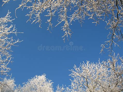 Winter Snow Crystals Stock Photo Image Of Purity Decoration 16606950