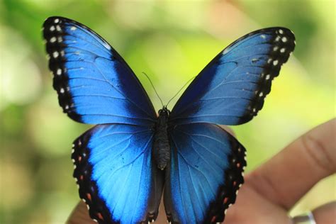 Si Como No Butterfly Garden Manuel Antonio Costa Rica — Homestead Brooklyn