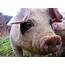 How To Raise Pastured Pigs Without Buying Feed – Eco Snippets