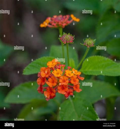 Orange Lantana Camara Flower Orange Hi Res Stock Photography And Images