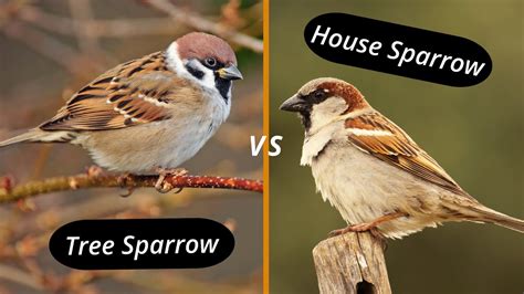 How To Distinguish A House Sparrow From A Tree Sparrow House Sparrow